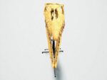 Tylosaurus Fossil skull - Hainosaurus boubker - 120 cm - Image 11