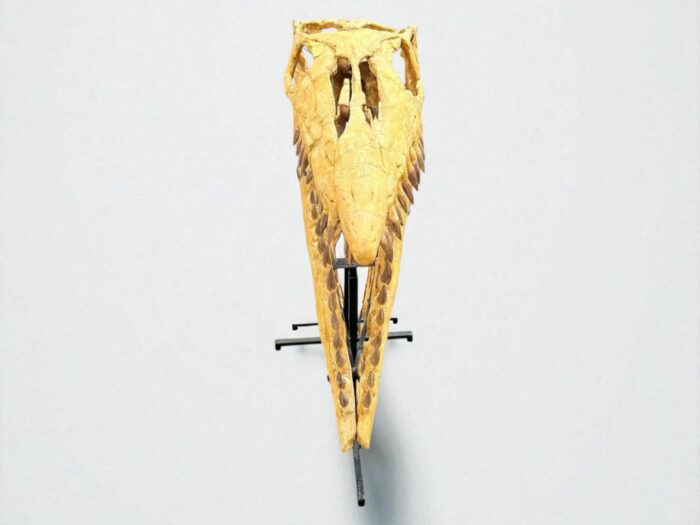 Tylosaurus Fossil skull - Hainosaurus boubker - 120 cm - Image 11