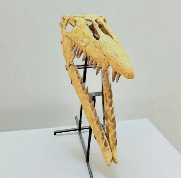 Tylosaurus Fossil skull - Hainosaurus boubker - 120 cm - Image 12