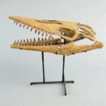 Tylosaurus Fossil skull - Hainosaurus boubker - 120 cm - Image 13