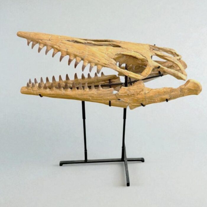 Tylosaurus Fossil skull - Hainosaurus boubker - 120 cm - Image 13