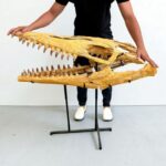 Tylosaurus Fossil skull - Hainosaurus boubker - 120 cm