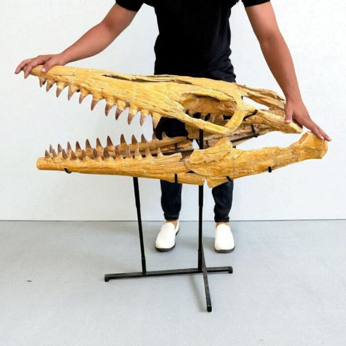 Tylosaurus Fossil skull - Hainosaurus boubker - 120 cm - Image 1