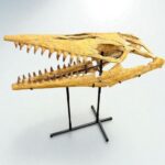 Tylosaurus Fossil skull - Hainosaurus boubker - 120 cm - Image 15