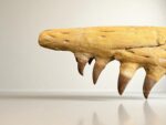 Tylosaurus Fossil skull - Hainosaurus boubker - 120 cm - Image 16