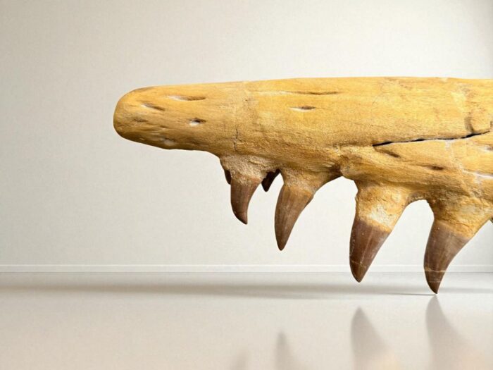 Tylosaurus Fossil skull - Hainosaurus boubker - 120 cm - Image 16