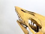 Tylosaurus Fossil skull - Hainosaurus boubker - 120 cm - Image 3