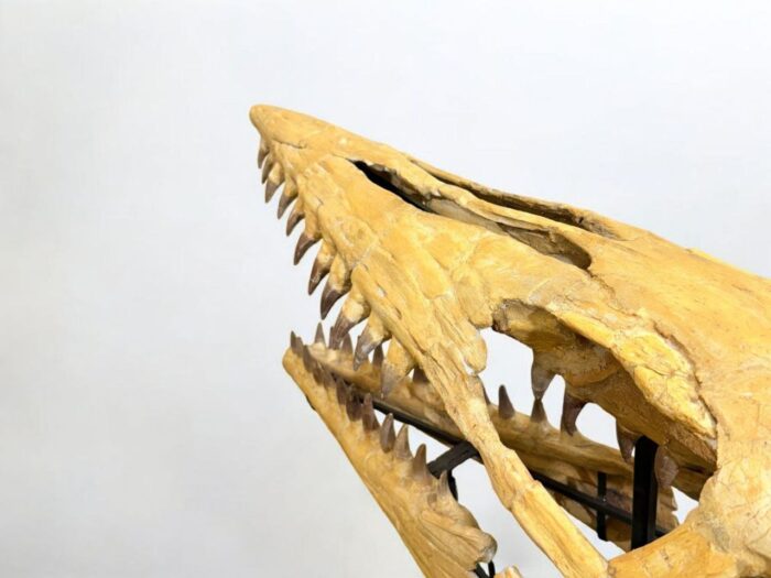 Tylosaurus Fossil skull - Hainosaurus boubker - 120 cm - Image 3