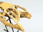 Tylosaurus Fossil skull - Hainosaurus boubker - 120 cm - Image 4