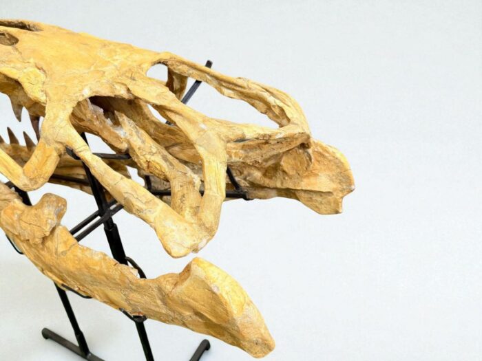 Tylosaurus Fossil skull - Hainosaurus boubker - 120 cm - Image 4