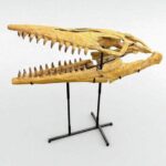 Tylosaurus Fossil skull - Hainosaurus boubker - 120 cm - Image 5
