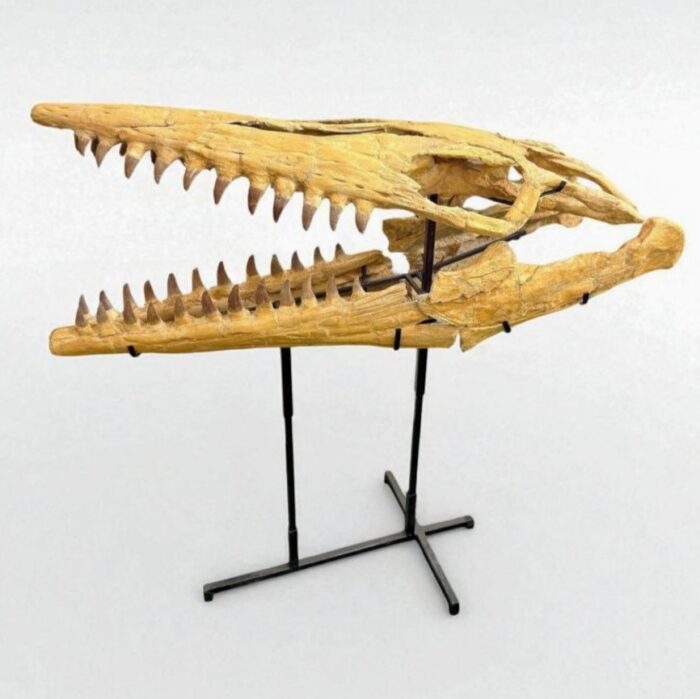 Tylosaurus Fossil skull - Hainosaurus boubker - 120 cm - Image 5