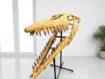 Tylosaurus Fossil skull - Hainosaurus boubker - 120 cm - Image 6