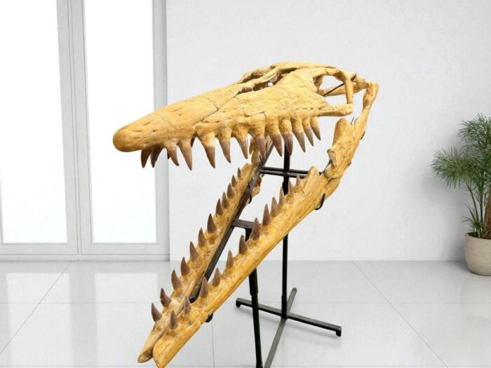 Tylosaurus Fossil skull - Hainosaurus boubker - 120 cm - Image 6