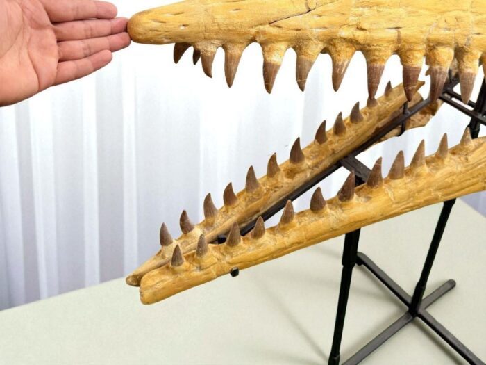 Tylosaurus Fossil skull - Hainosaurus boubker - 120 cm - Image 7