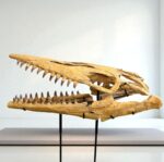 Tylosaurus Fossil skull - Hainosaurus boubker - 120 cm - Image 8
