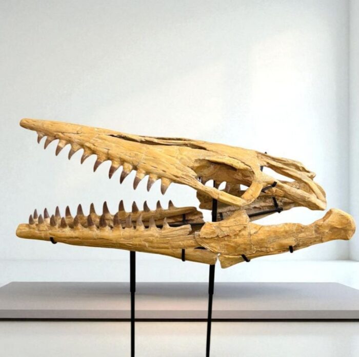 Tylosaurus Fossil skull - Hainosaurus boubker - 120 cm - Image 8