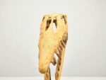 Tylosaurus Fossil skull - Hainosaurus boubker - 120 cm - Image 10