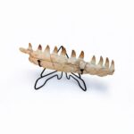 Museum-Quality Fossil Mosasaurus Jaw – Ancient Marine Reptile