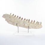Museum-Quality Fossil Mosasaurus Jaw – Ancient Marine Reptile from the Late Cretaceous