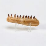 Museum-Quality Fossil Mosasaurus Jaw – Ancient Marine Reptile