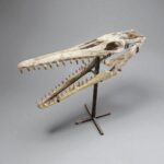Platecarpus Fossil Skull 68cm Authentic Mosasaur Skull Marine Reptile - Image 2