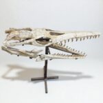 Platecarpus Fossil Skull 68cm Authentic Mosasaur Skull Marine Reptile - Image 11
