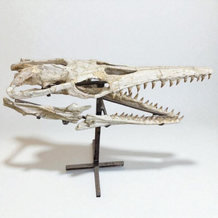 Platecarpus Fossil Skull 68cm Authentic Mosasaur Skull Marine Reptile - Image 11