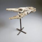 Platecarpus Fossil Skull 68cm Authentic Mosasaur Skull Marine Reptile - Image 3