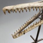 Platecarpus Fossil Skull 68cm Authentic Mosasaur Skull Marine Reptile - Image 4