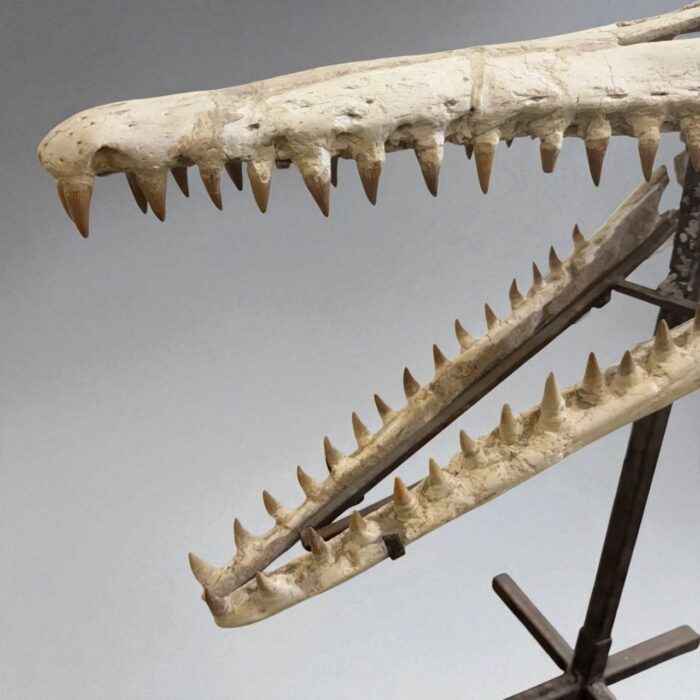 Platecarpus Fossil Skull 68cm Authentic Mosasaur Skull Marine Reptile - Image 4