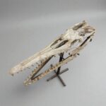 Platecarpus Fossil Skull 68cm Authentic Mosasaur Skull Marine Reptile - Image 5