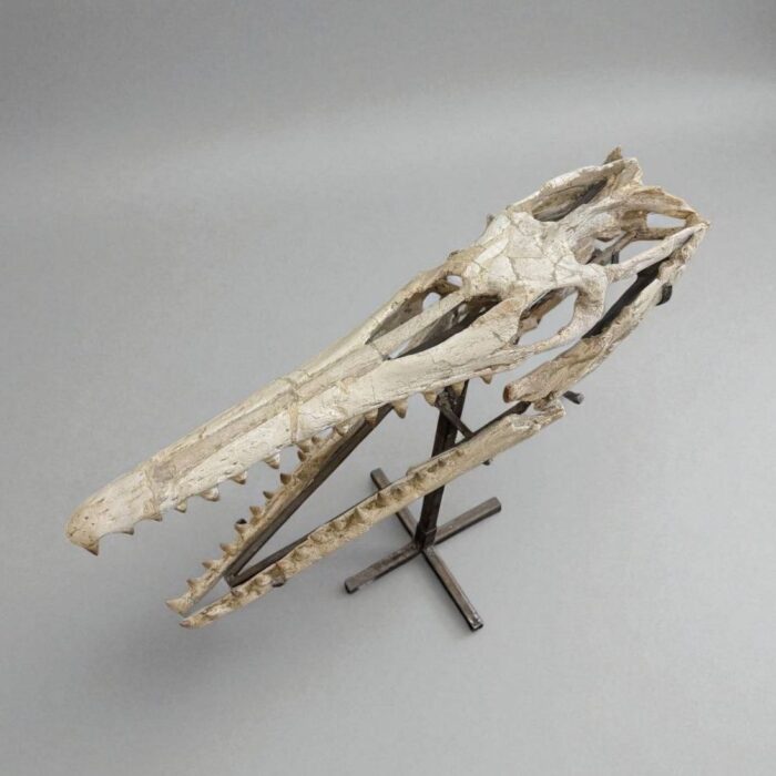 Platecarpus Fossil Skull 68cm Authentic Mosasaur Skull Marine Reptile - Image 5