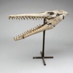 Platecarpus Fossil Skull 68cm Authentic Mosasaur Skull Marine Reptile - Image 6