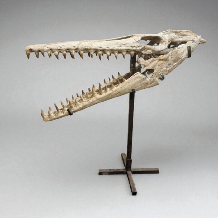 Platecarpus Fossil Skull 68cm Authentic Mosasaur Skull Marine Reptile - Image 6