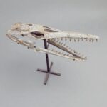 Platecarpus Fossil Skull 68cm Authentic Mosasaur Skull Marine Reptile - Image 7