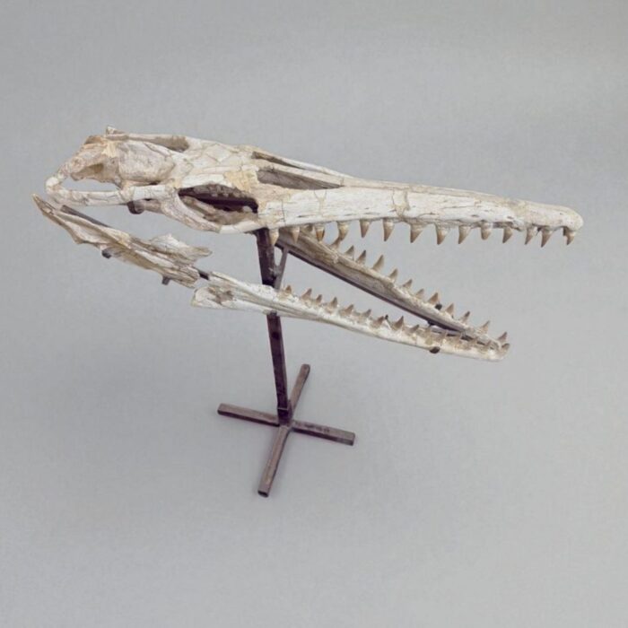 Platecarpus Fossil Skull 68cm Authentic Mosasaur Skull Marine Reptile - Image 7