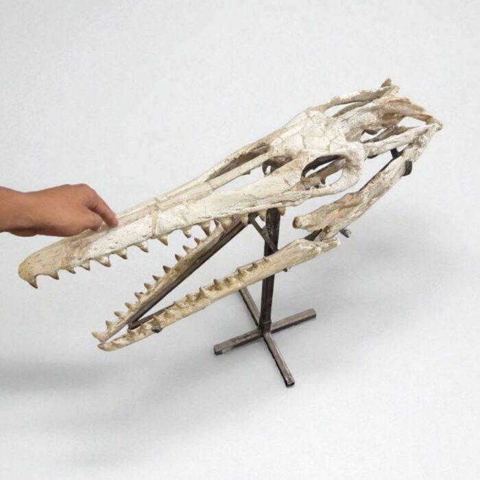Platecarpus Fossil Skull 68cm Authentic Mosasaur Skull Marine Reptile - Image 8