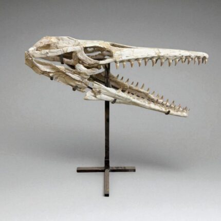 Platecarpus Fossil Skull 68cm Authentic Mosasaur Skull Marine Reptile