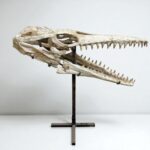 Platecarpus Fossil Skull 68cm Authentic Mosasaur Skull Marine Reptile - Image 10