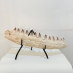 Museum-Quality Fossil Mosasaurus Jaw – Ancient Marine Reptile from the Late Cretaceous - Image 2