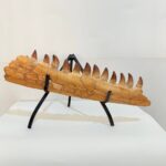 Fossilized Mosasaur Jaw – Genuine Cretaceous Fossil from Morocco - Image 2