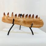 Museum-Quality Fossil Mosasaurus Jaw – Ancient Marine Reptile
