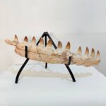 Museum-Quality Fossil Mosasaurus Jaw – Ancient Marine Reptile