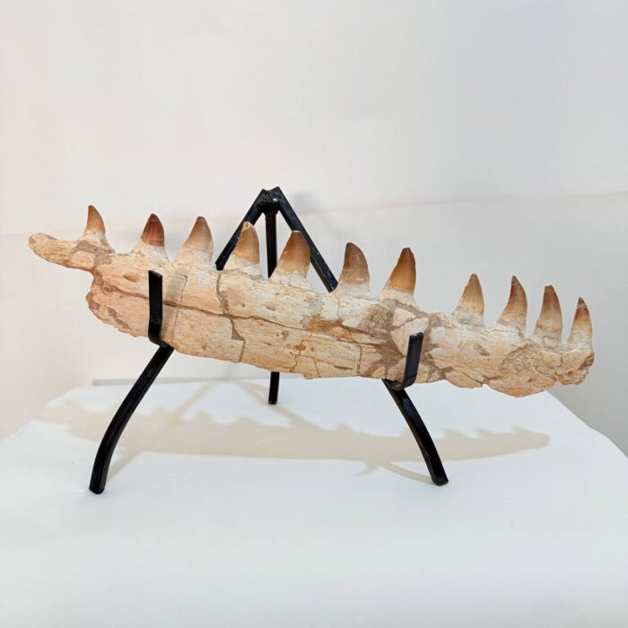 Museum-Quality Fossil Mosasaurus Jaw – Ancient Marine Reptile - Image 1