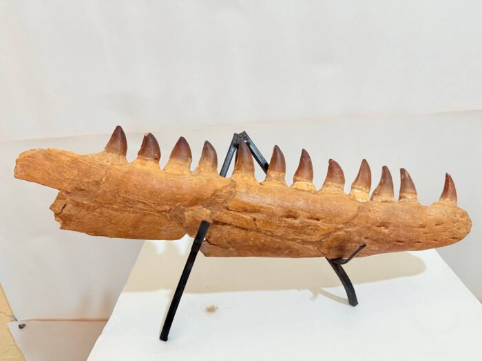 Rare Mosasaurus Jaw Fossil – Prehistoric Marine Reptile from the Dinosaur Age - Image 2