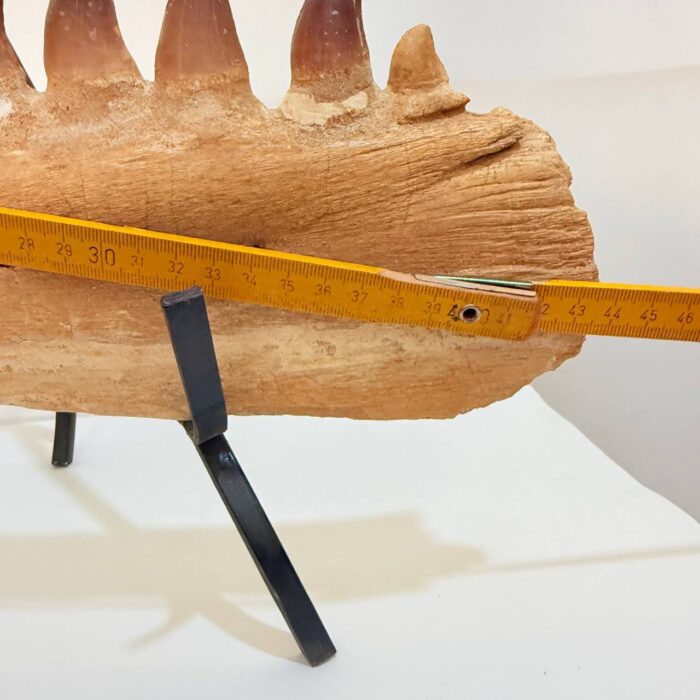 Museum-Quality Fossil Mosasaurus Jaw – Ancient Marine Reptile - Image 11