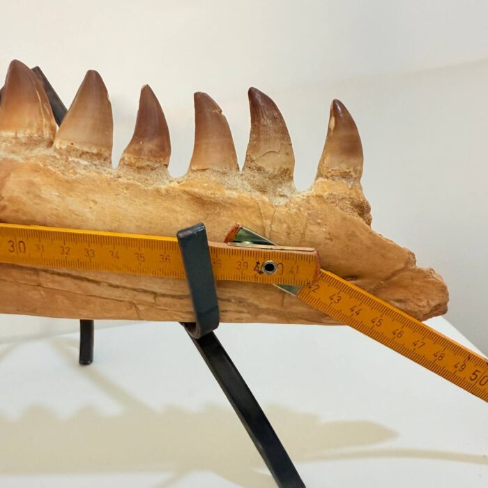 Fossilized Mosasaur Jaw – Genuine Cretaceous Fossil from Morocco - Image 11
