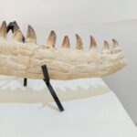 Museum-Quality Fossil Mosasaurus Jaw – Ancient Marine Reptile from the Late Cretaceous - Image 3