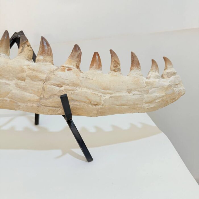 Museum-Quality Fossil Mosasaurus Jaw – Ancient Marine Reptile from the Late Cretaceous - Image 3